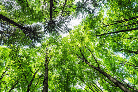 树的冠树冠的看法在春天森林.季节性自然场面照片