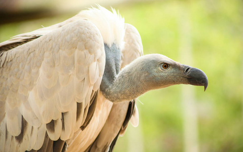 关闭一个非洲秃鹫, 掠食鸟的猎物