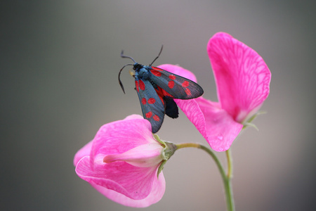 我真的很喜欢粉红色 2照片