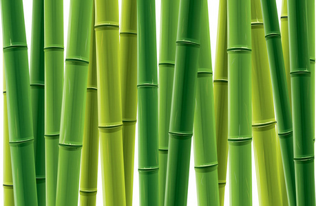 排竹树