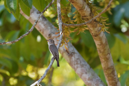 可爱小鹟鸟栖息在树枝在泰国