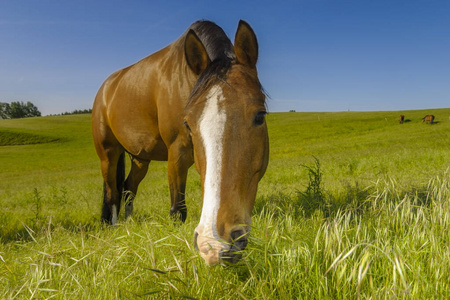 在一个阳光明媚的春天早晨的草地上的马吃草
