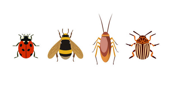 昆虫的图标平孤立的性质飞行 bug 甲虫蚂蚁和野生动物蜘蛛蚱蜢或蚊子蟑螂动物生物学图形矢量图