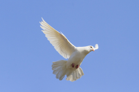和平的象征在天空中飞翔