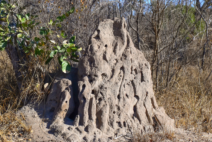 白蚁的巢穴里在南非克鲁格国家公园