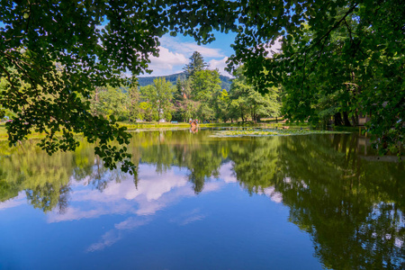 水百合池塘中森林与天空的镜面反射