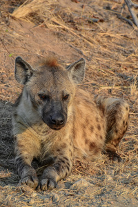 鬣狗在克鲁格国家公园南非