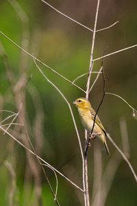 形象的金色韦弗 birdFemale 自然背上的树枝上