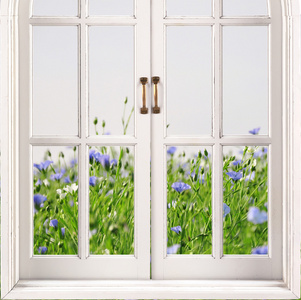 在蓝色的蓝色小花打开的窗口,在背景上的蓝色小花着绿草照片