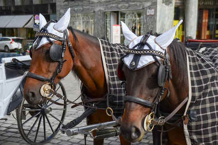 马和马车在维也纳