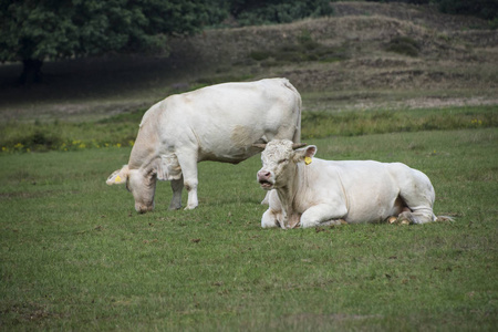 农场草地上的两只白母牛