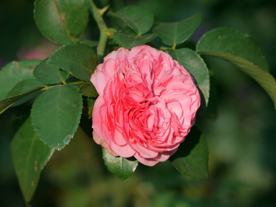 在绿叶的背景下, 玫瑰的淡粉红色的颜色散发柔情