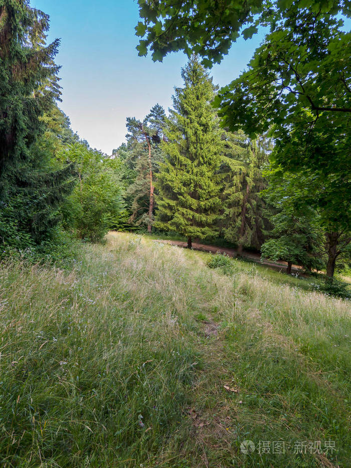 在绿色森林中的林间空地