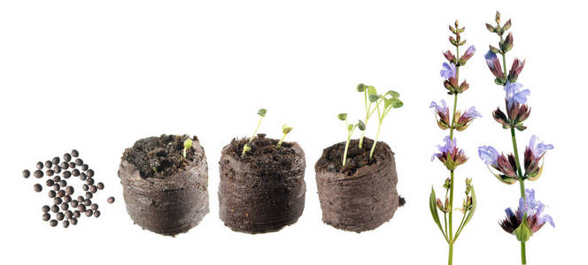 植物从种子到开花植物的生长阶段。 生命周期