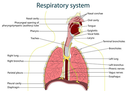 呼吸道系统。矢量图