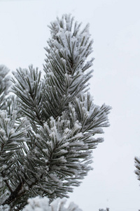 杉木树针上的积雪关闭了