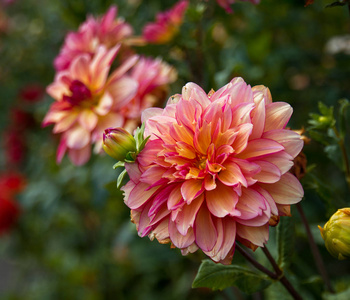 花大丽花。特写。自然。花