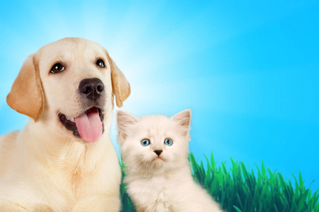 猫和狗在一起, 从不伪装的小猫, 金色的猎犬看在草地上, 春天的概念