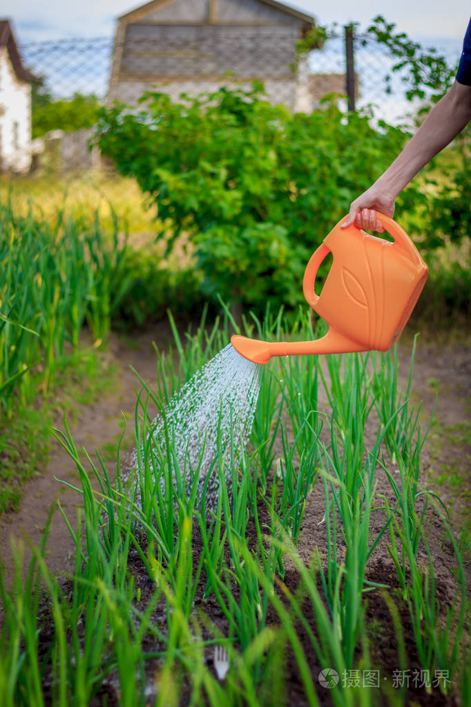 从浇水罐中浇灌花园里的植物