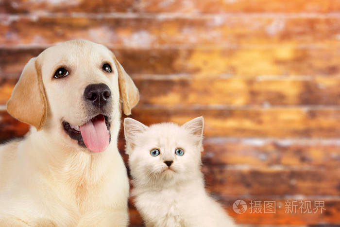 猫和狗在一起, 从不伪装的小猫, 金色的猎犬看着在木质模糊背景与复制