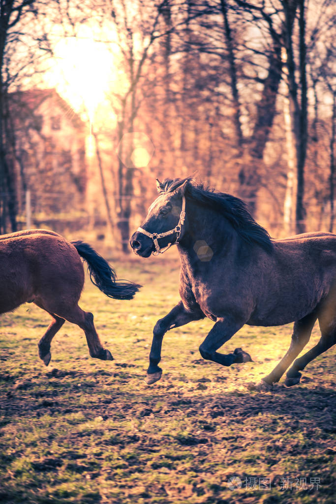 两个hucul小马马一起跑