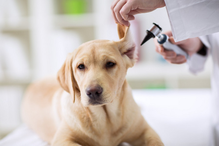 拉布拉多狗在兽医的听力检查图片