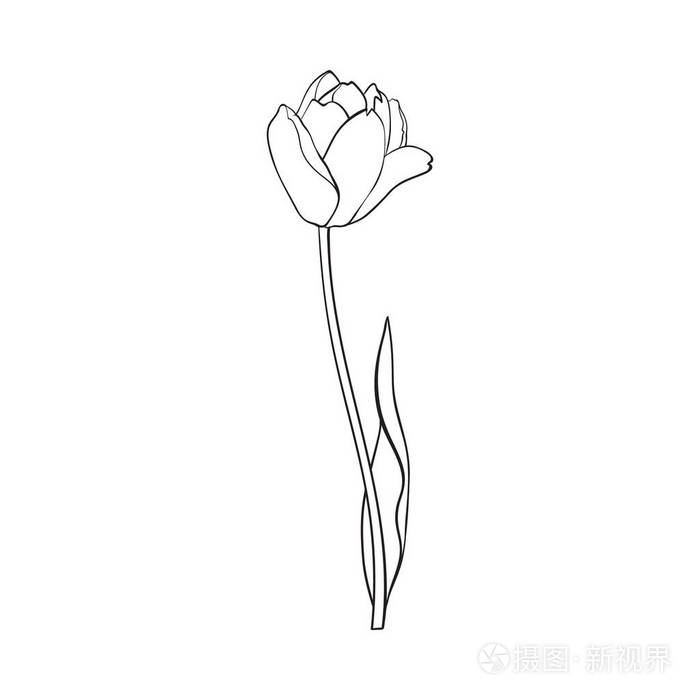 手绘的侧面视图黑色和白色郁金香花