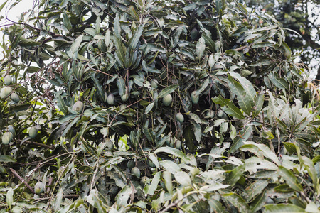 特写的绿色芒果挂在喜马拉雅山, 芒果场, 芒果农场。农业概念农业产业理念