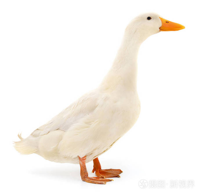 白色的鸭子。