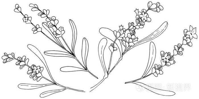 以矢量风格隔离的薰衣草花