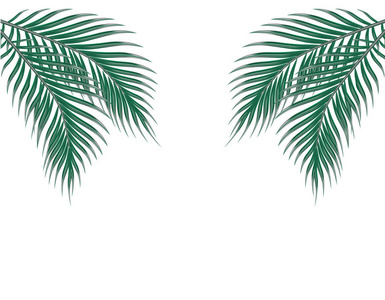 热带绿色棕榈叶两侧。白色背景上的孤立。插图