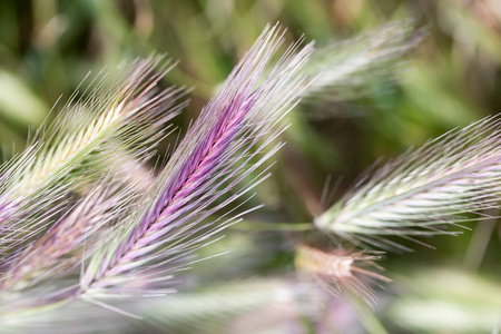在该字段中的常见黑麦照片