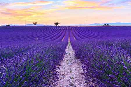 薰衣草花田夏日风景附近 Valensole