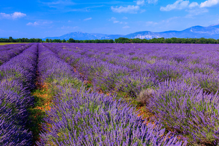 薰衣草花田夏日风景附近 Valensole