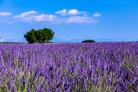 薰衣草花田夏日风景附近 Valensole