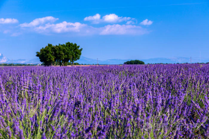 薰衣草花田夏日风景附近 valensole