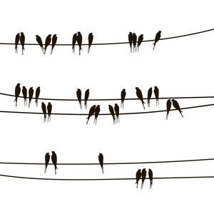 在电线上的燕子照片