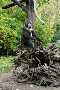 猴子山魈坐在一棵树上图片