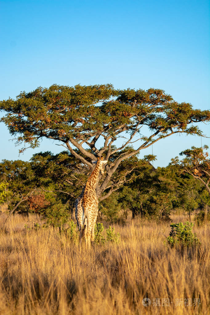 长颈鹿在国家公园, 南非