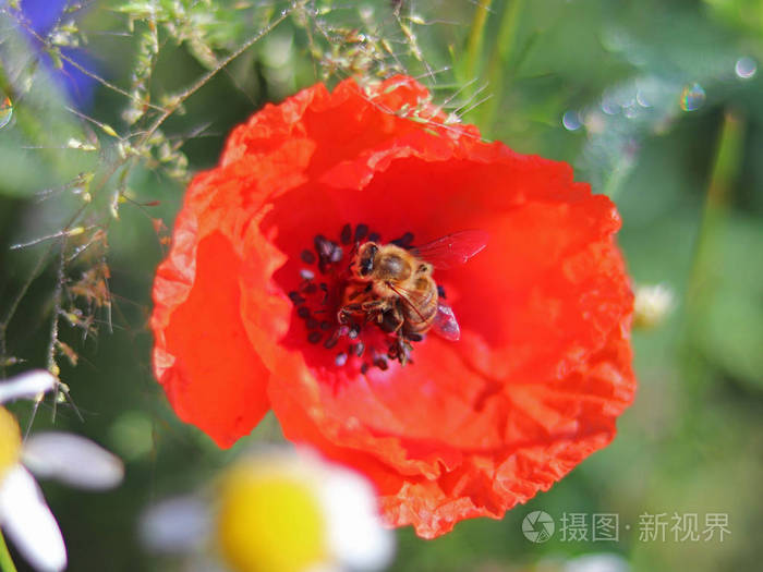 蜜蜂在绿色的背景下从红色的田野花中收集花粉。在阳光照射下的田野植物和昆虫的宏观照片。夏日阳光明媚的草地温暖宜人的气氛