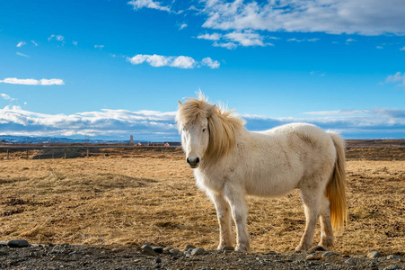 冰岛马。白马