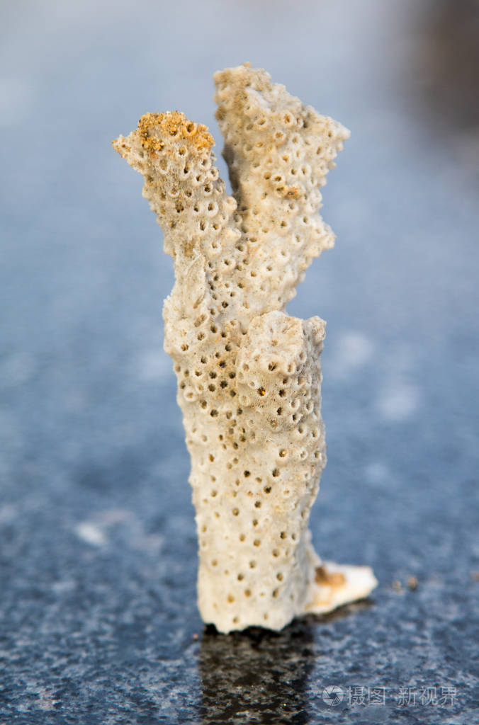 一块石灰石珊瑚