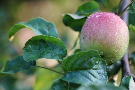 苹果果实上树分支雨滴