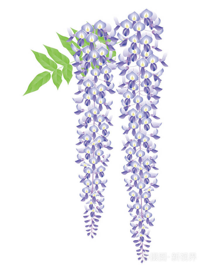 紫藤花.日语样式图像