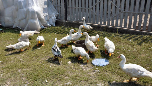 自制鸭在村院子里吃草照片
