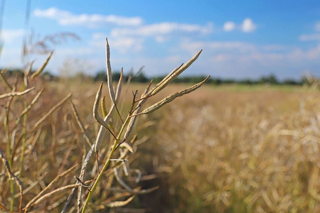 农场阳光图片-农场阳光素材-农场阳光插画-摄图新视界