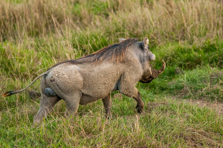 野猪, phacochoerus africanus, 国家储备, 肯尼亚, 非洲照片