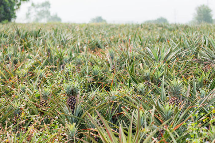 泰国农村的菠萝农场