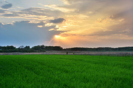 绿色的草地和夕阳的光芒