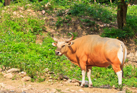 泰国牛公牛图片